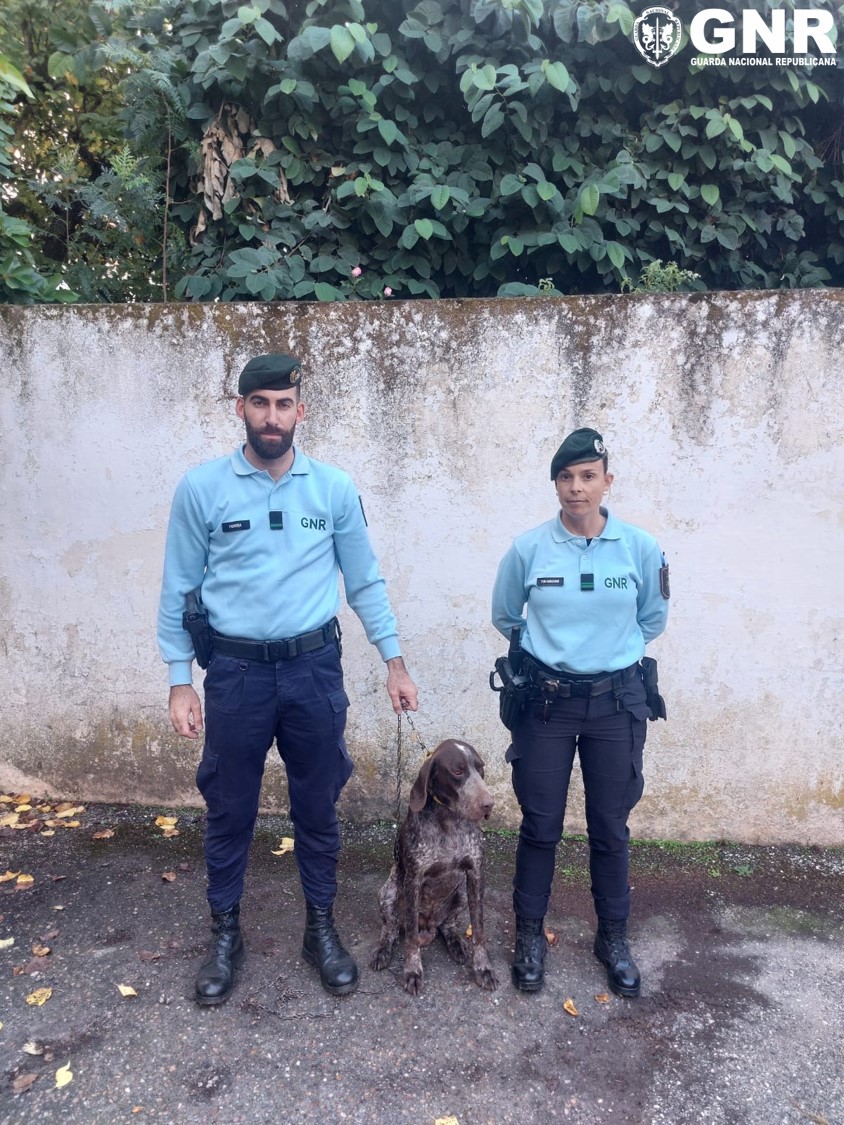 Borba – Recuperação de animal de companhia furtado