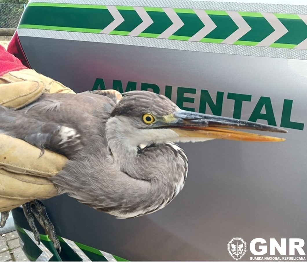 Pombal – Recolha de garça-real