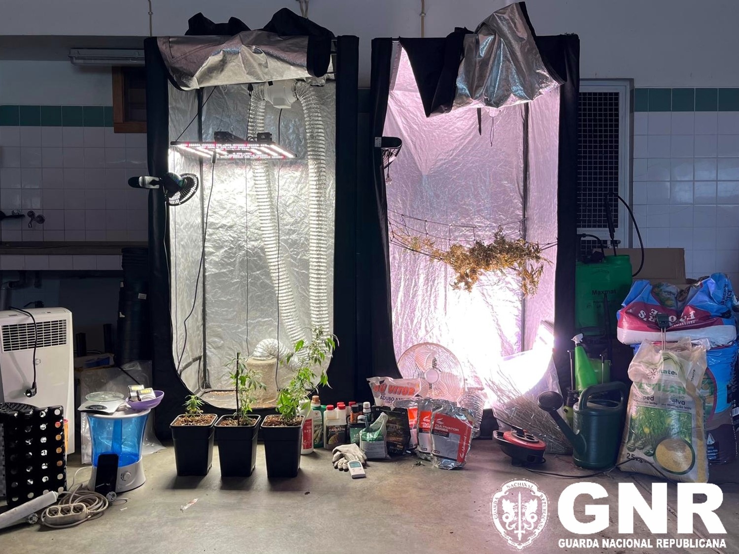 Covilhã – Desmantelamento de duas estufas de canábis