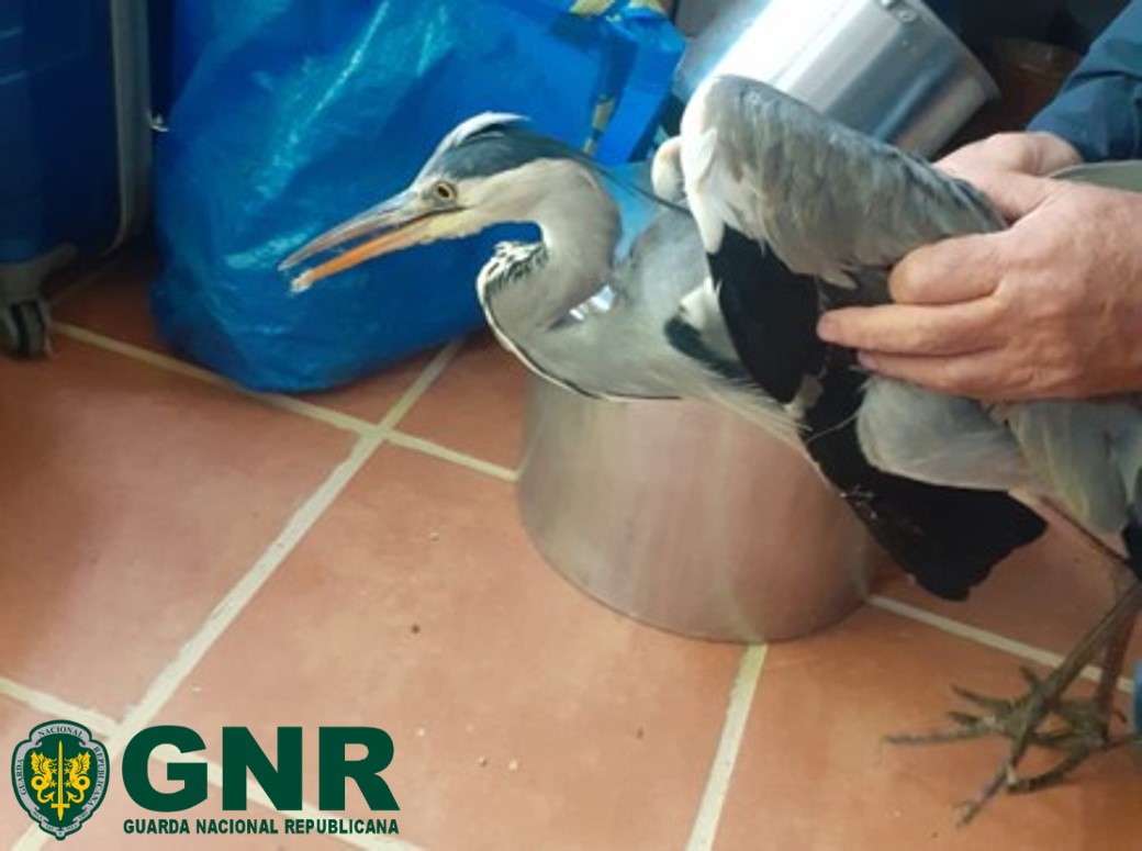 Sertã – Recolha de garça-real