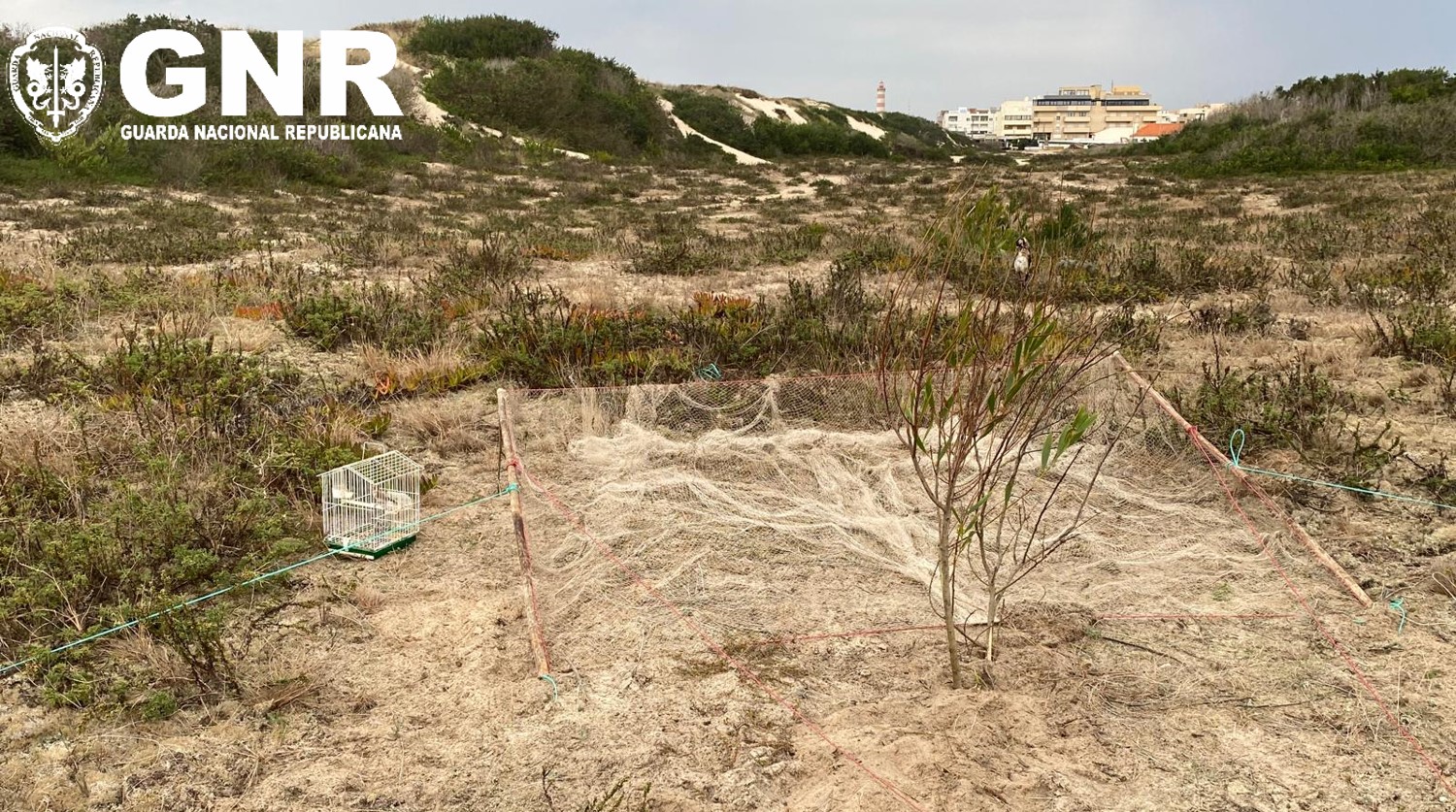 havo – Detido em flagrante por crime contra a preservação da fauna e de espécies cinegéticas


