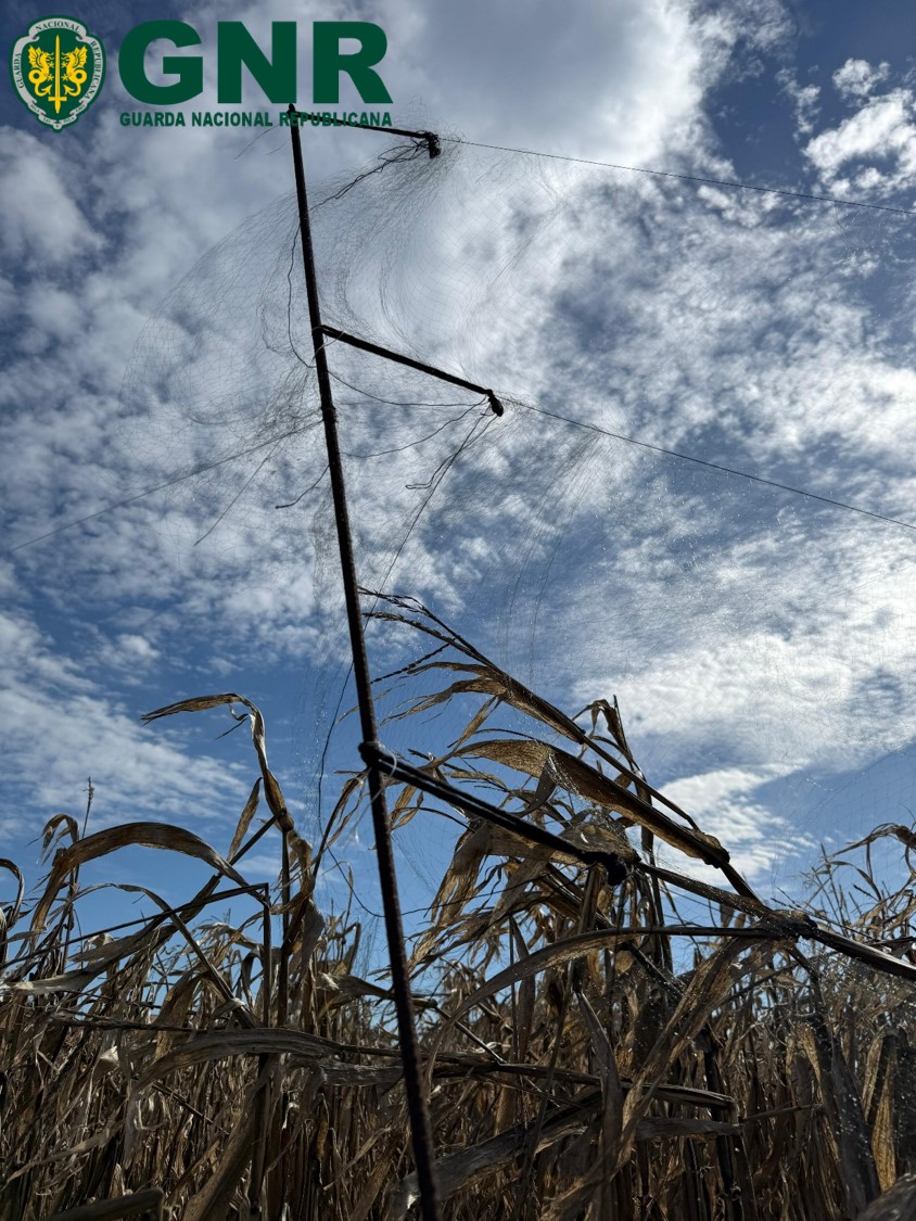 Vagos – Apreensão de rede de neblina