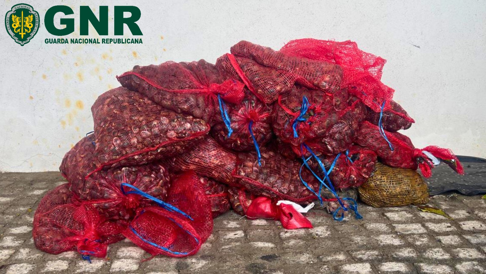 Alcochete – Operação de fiscalização permite detetar 47 infrações e apreensão de 160 quilos de bivalves

