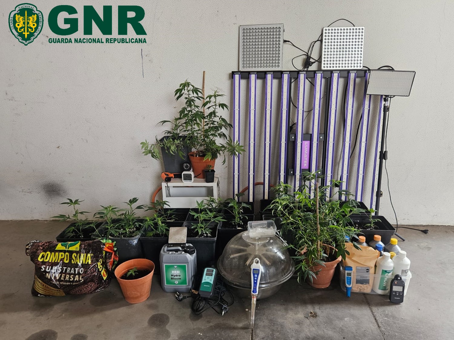 Tavira – Desmantelamento de estufa de canábis