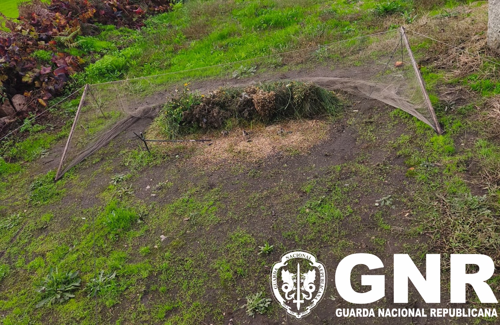 Maia – Detido por crime de dano contra a natureza