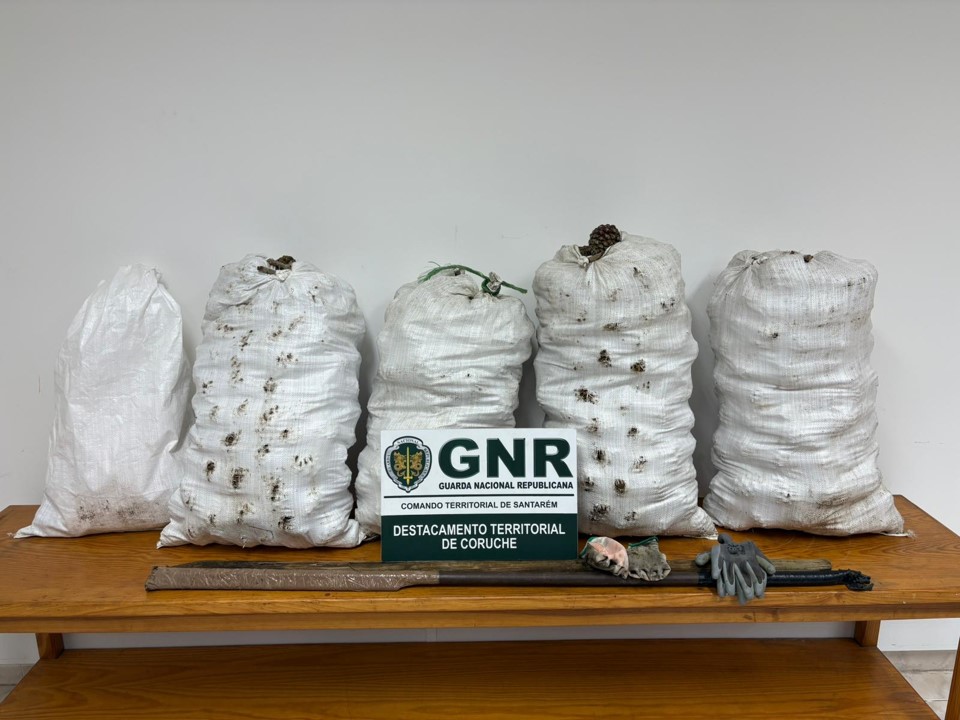 Benavente – Detido por furto de pinhas