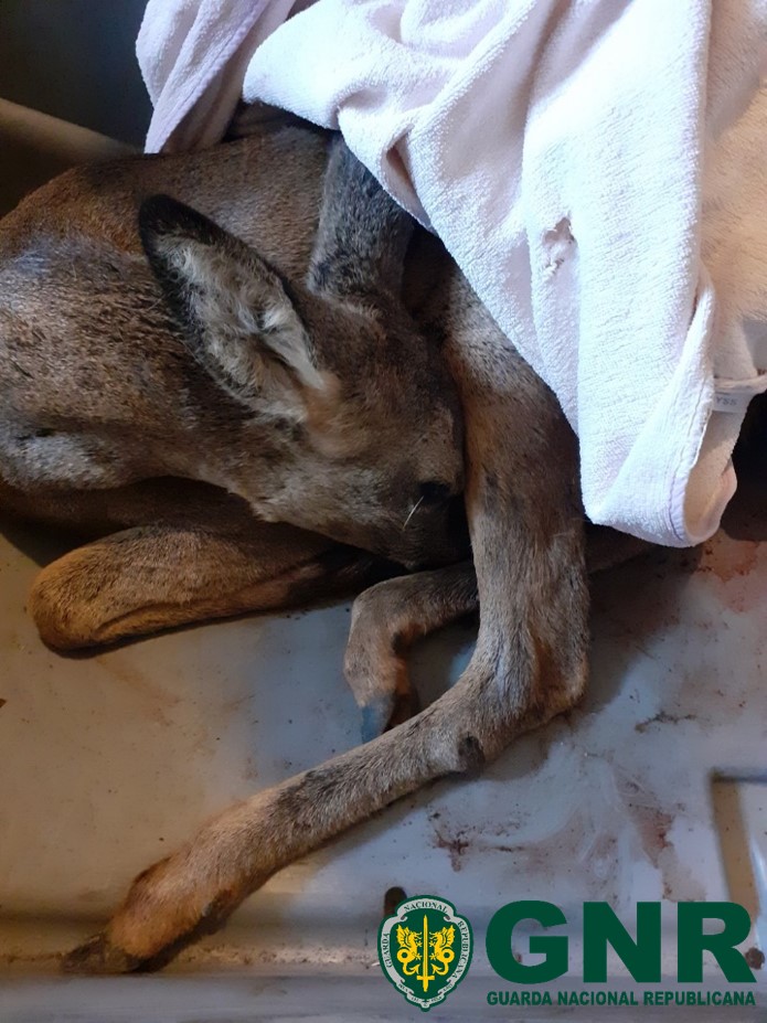 Proença-a-Nova – Resgate de corço