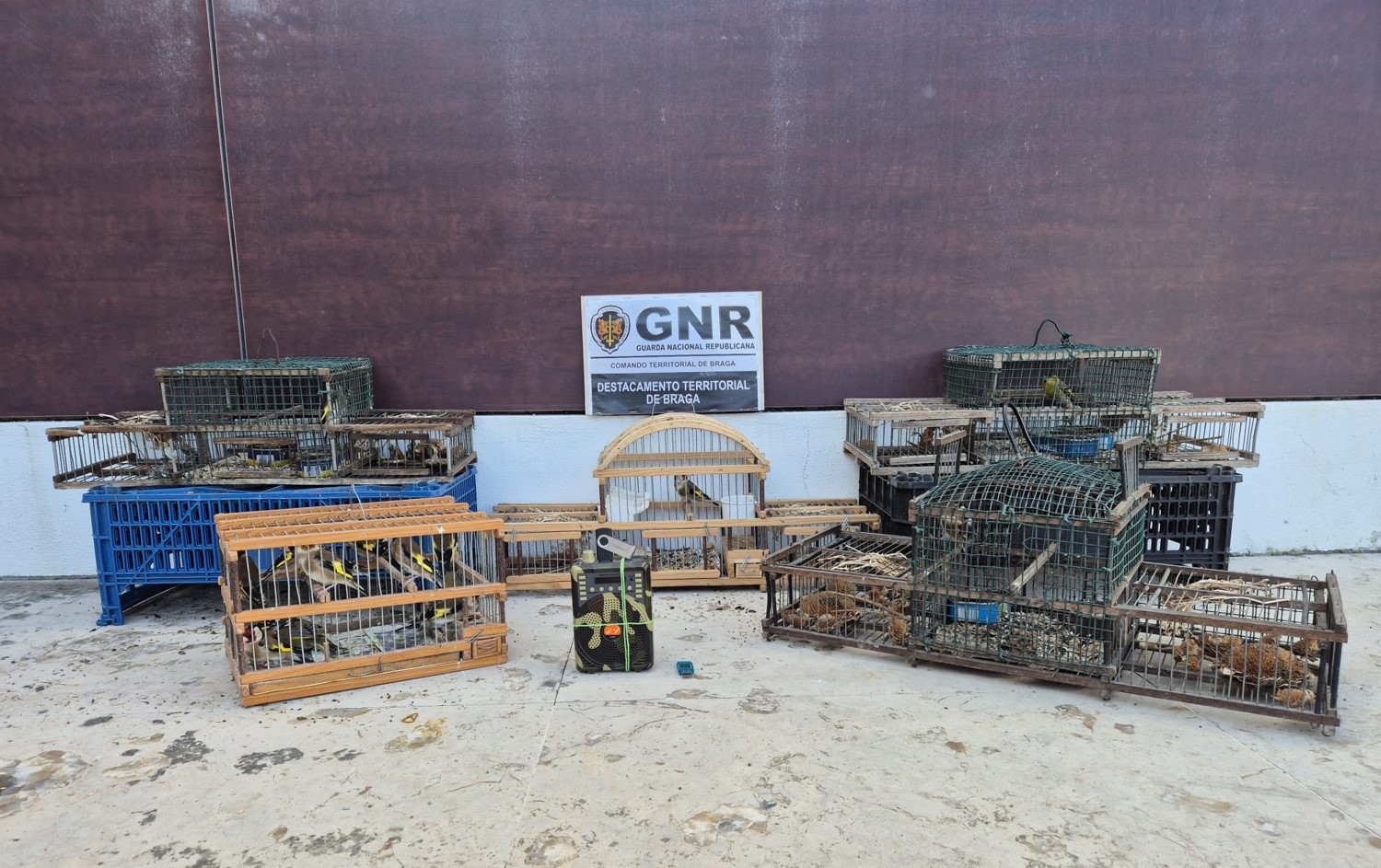 Braga – Detido por crime de dano contra a natureza