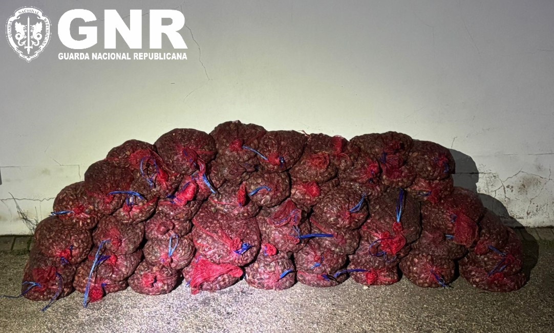 Alcochete – Apreensão de mais de 600 quilos de bivalves