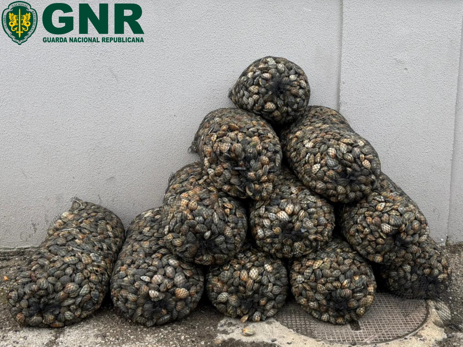 Almada – Apreensão de 273 quilos de amêijoa-japonesa