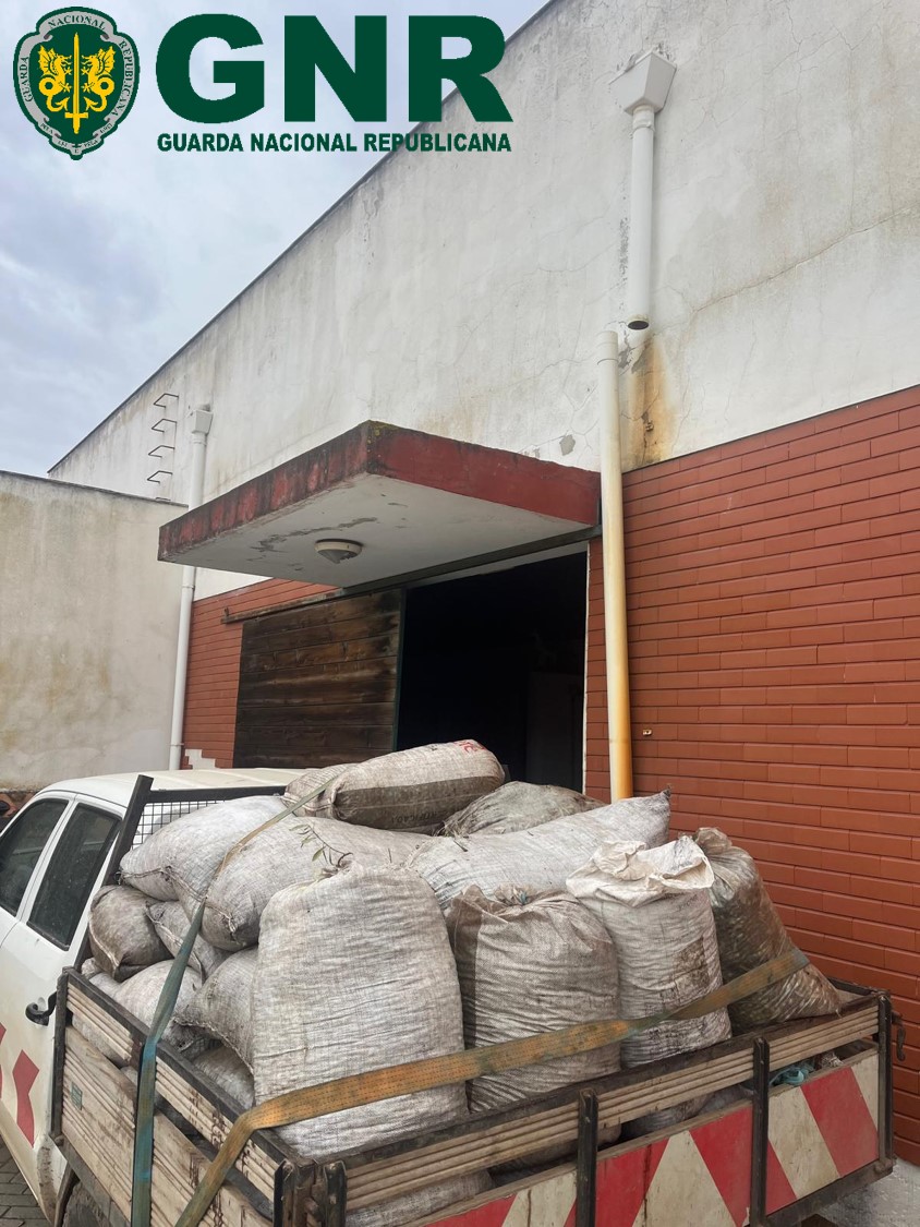 Aljustrel  – Cinco detidos em flagrante por furto de azeitona