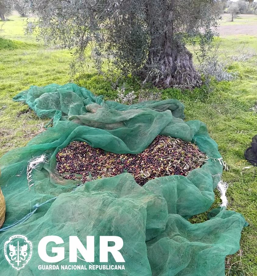 Mourão – Detido por furto de azeitona