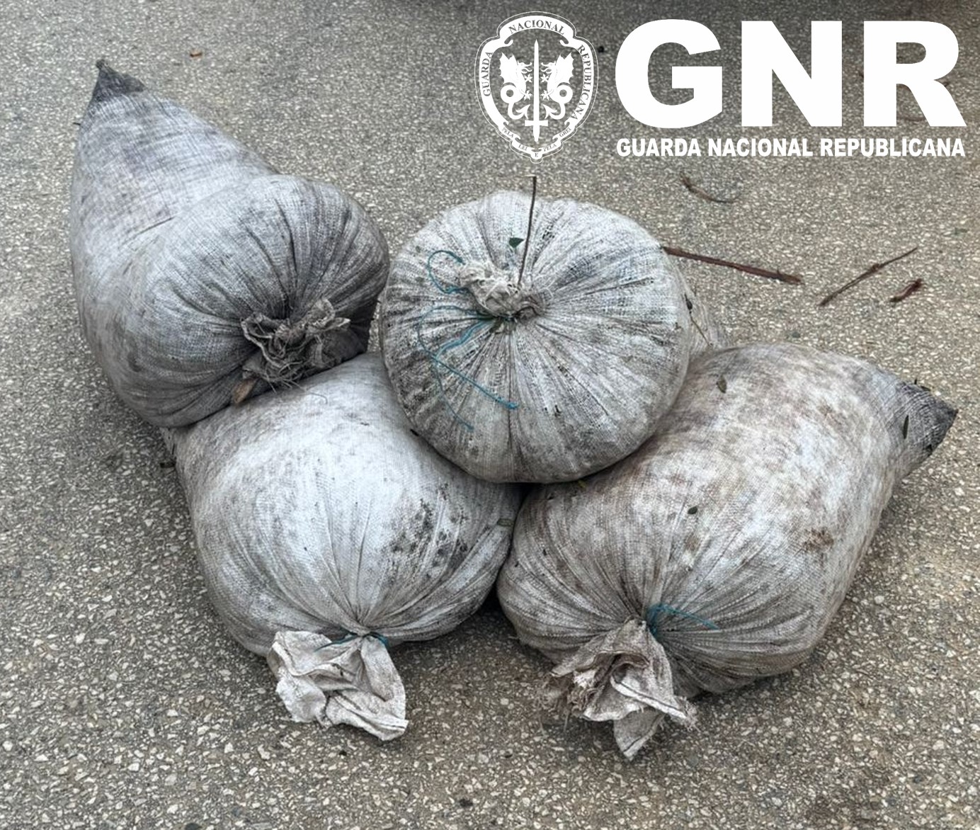 Reguengos de Monsaraz – Oito detidos por furto de azeitona