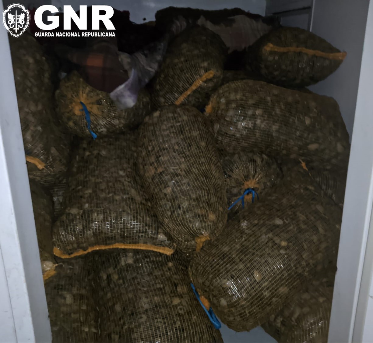  Vilar Formoso – Apreensão de mais de duas toneladas de amêijoa-japonesa


