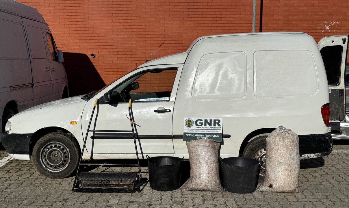 Campo Maior – Três detidos por furto de azeitona