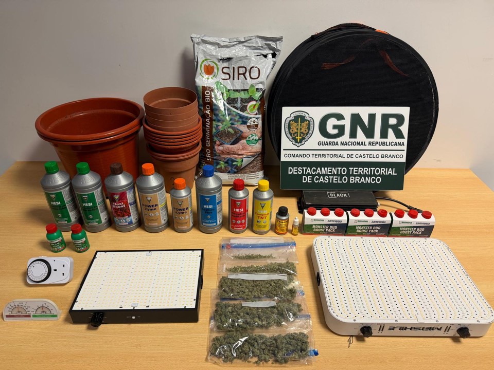 Castelo Branco – Arguido por cultivo de estupefacientes
