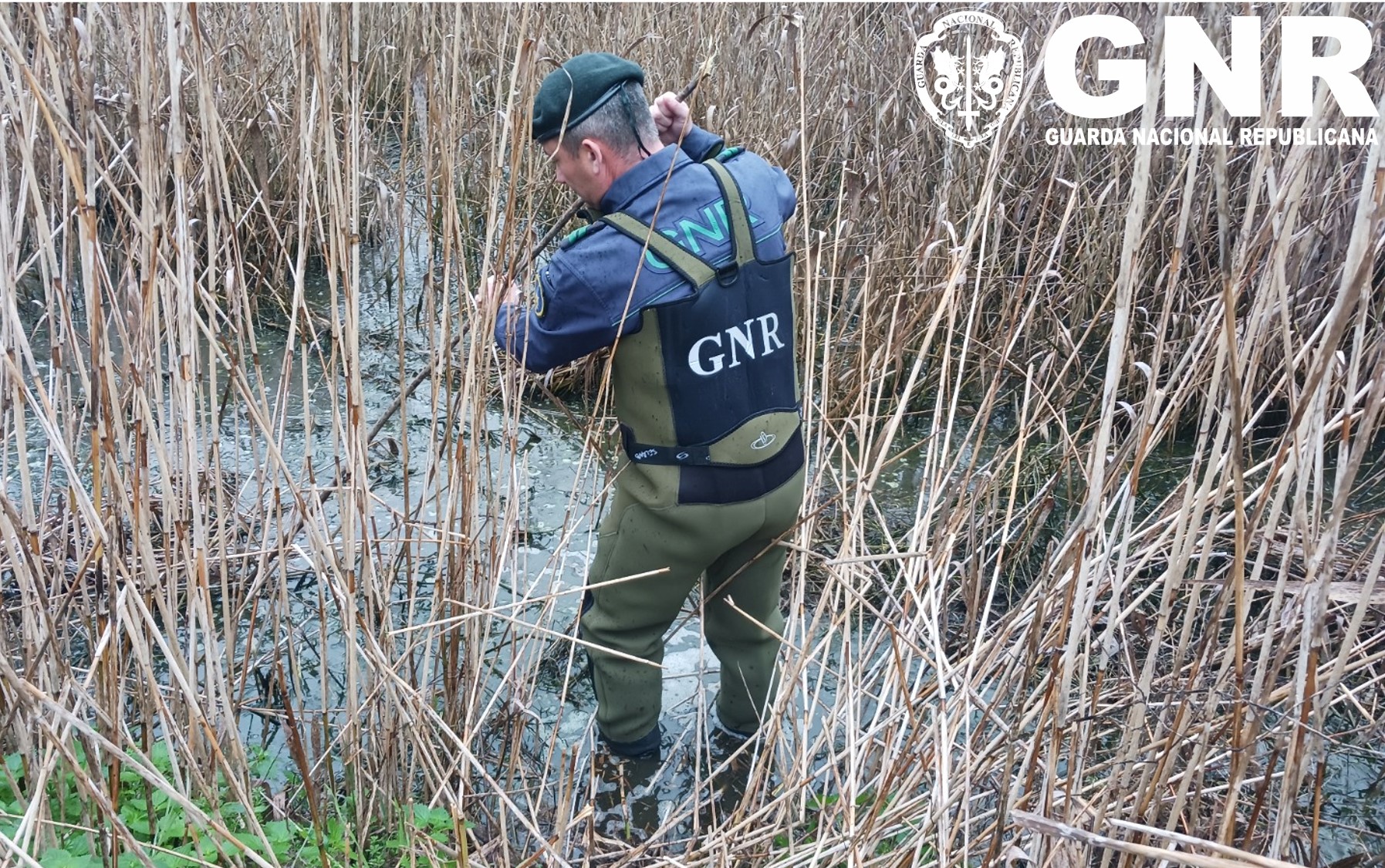 Pombal – Detetada descarga ilegal de efluentes pecuários