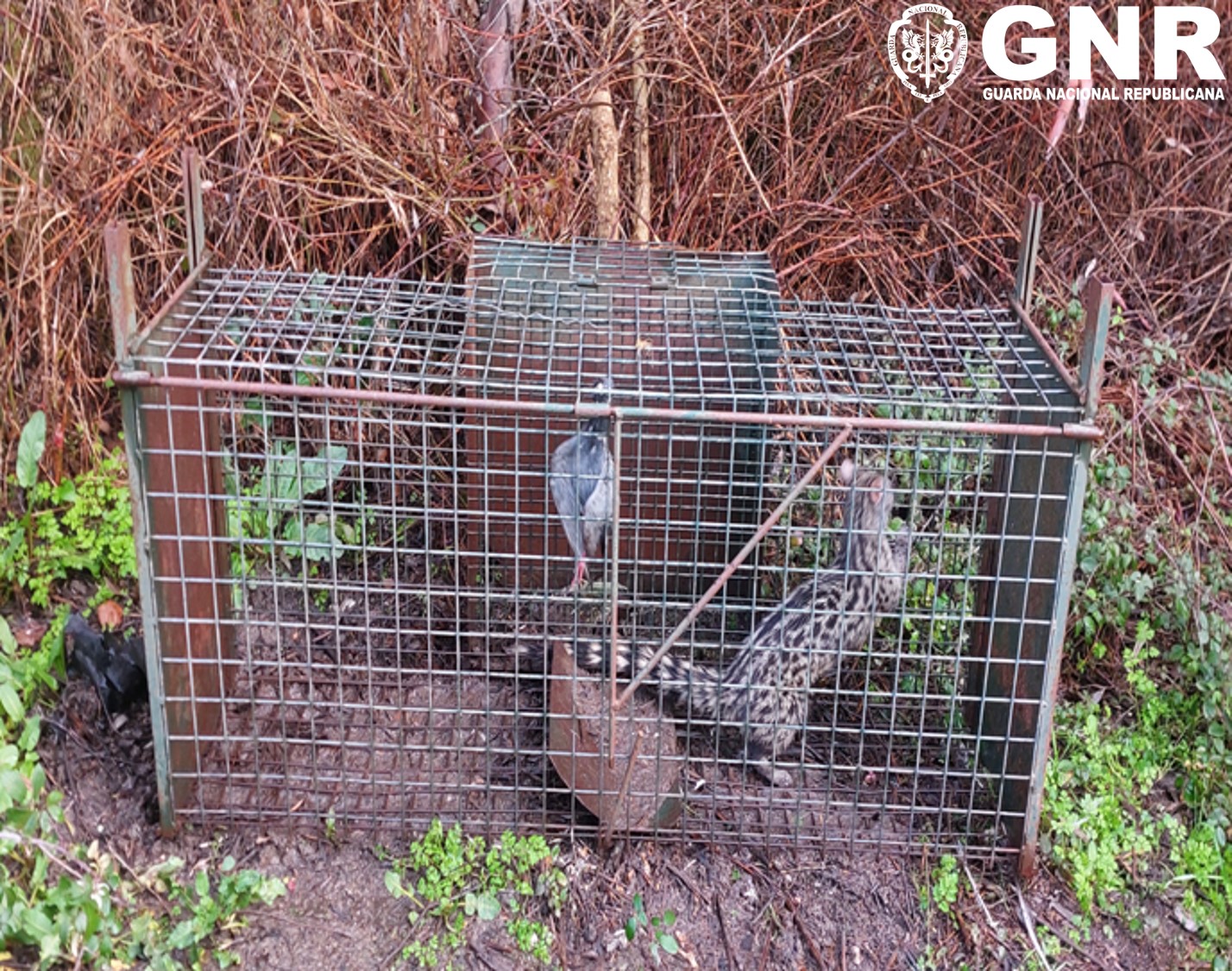 Évora – Detido por caça com meios não permitidos