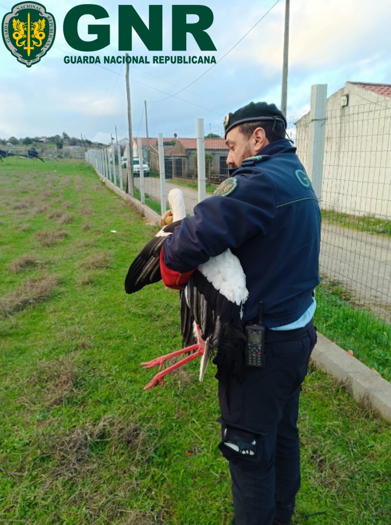 Castelo Branco – Resgate de Cegonha Branca