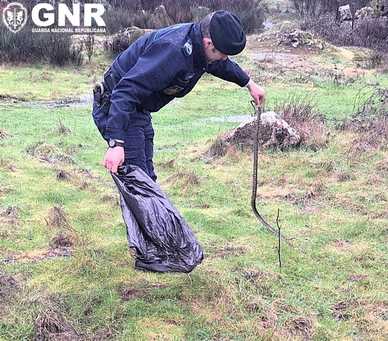 Seia – Resgate de Cobra-ferradura