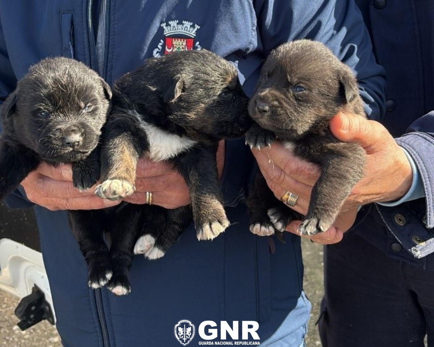 Mafra  – Resgate de canídeos