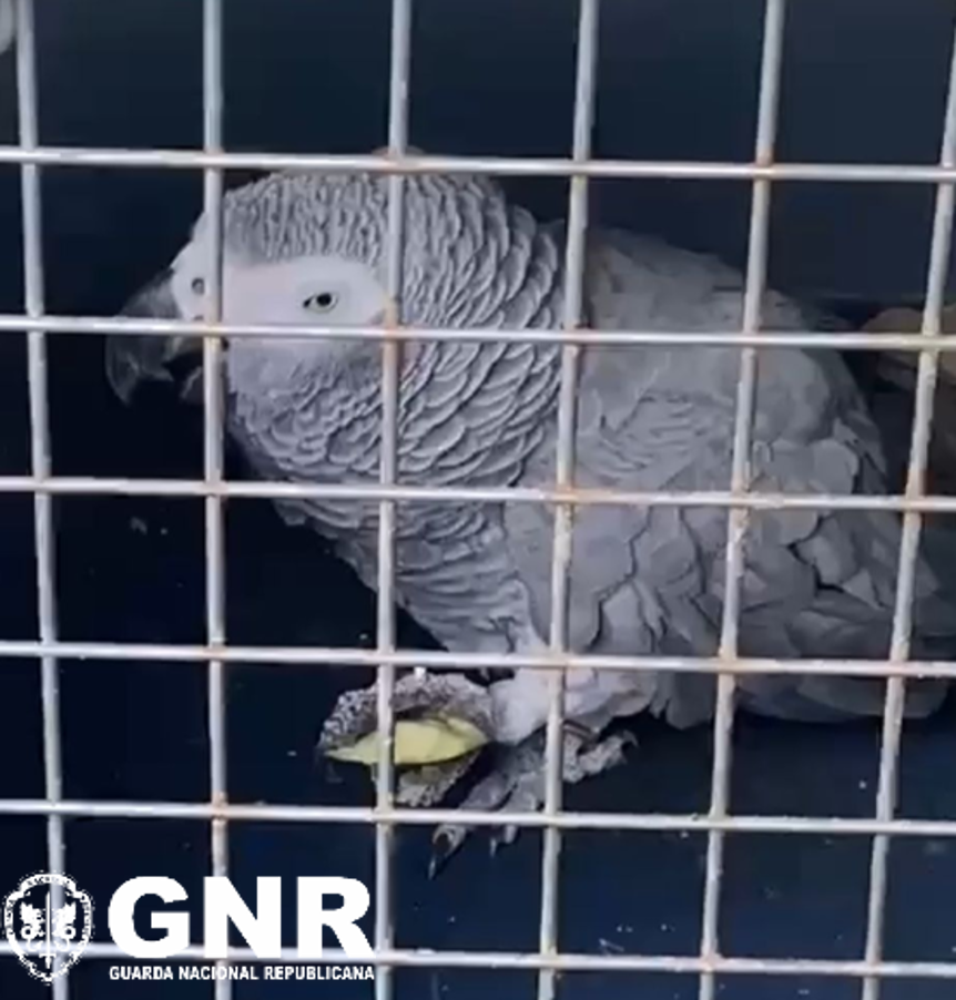 Miranda do Douro – Recolha de Papagaio-cinzento