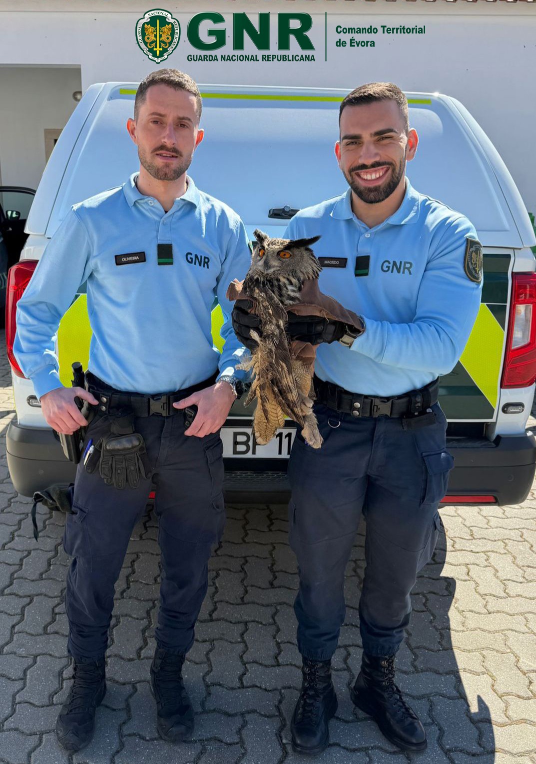 Portel - Resgate de Bufo-real (Bubo bubo)