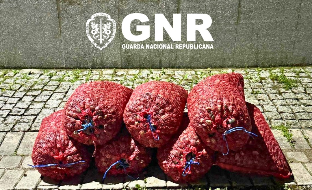 Alcochete – Apreensão de 217 quilos de amêijoa-japonesa