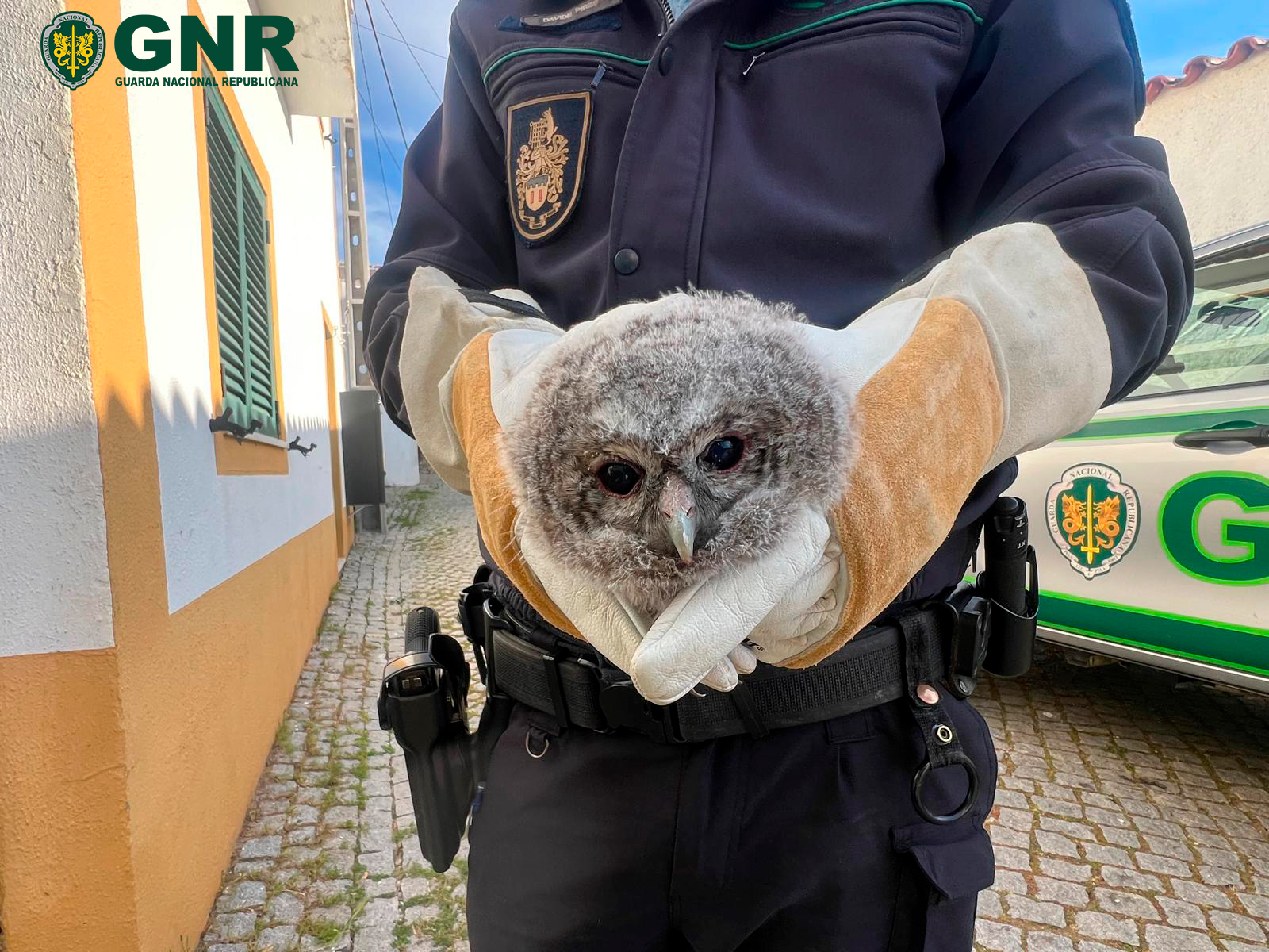 Vila Velha de Ródão – Recolha de Coruja do Mato