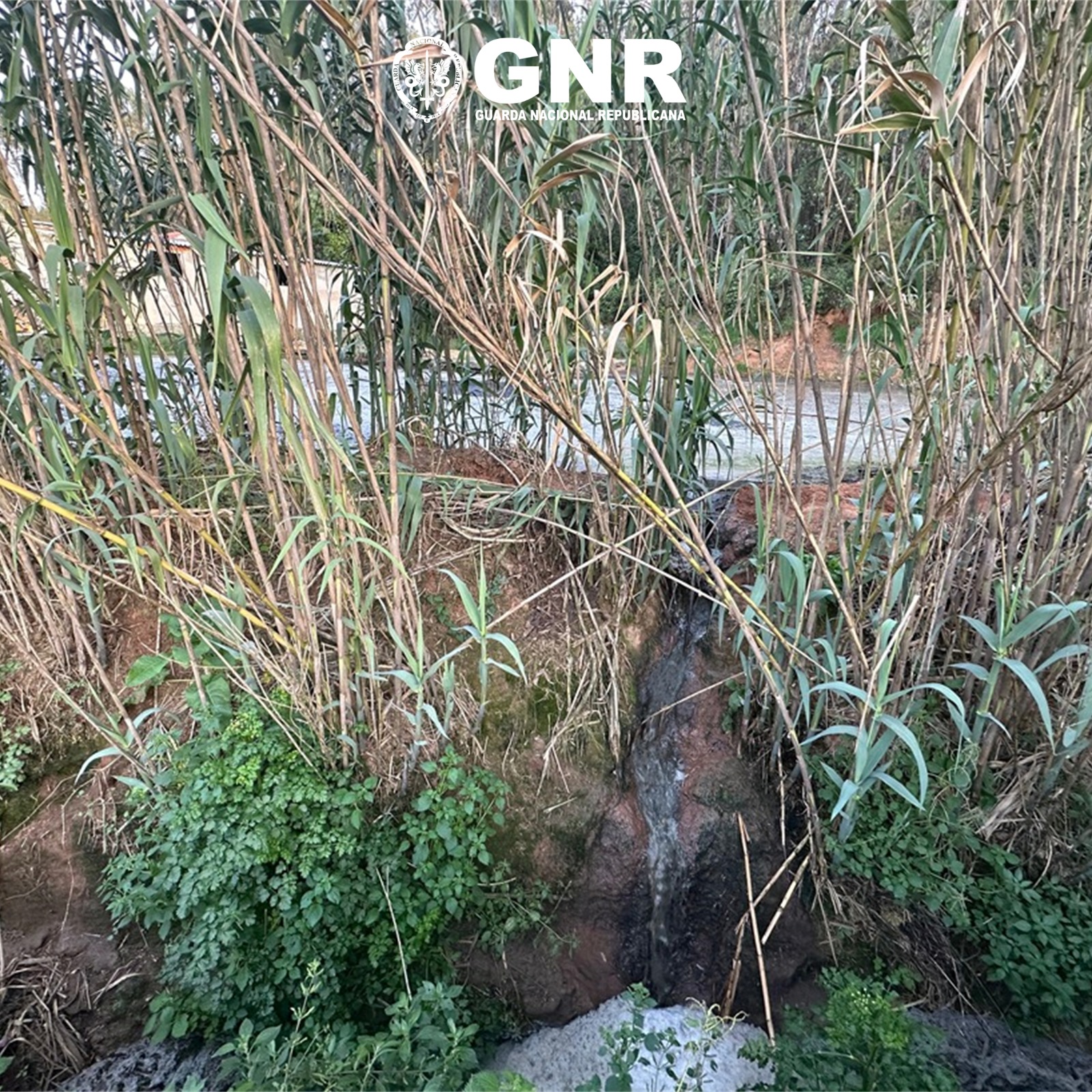 Caldas da Rainha – Detetada descarga ilegal de efluentes pecuários