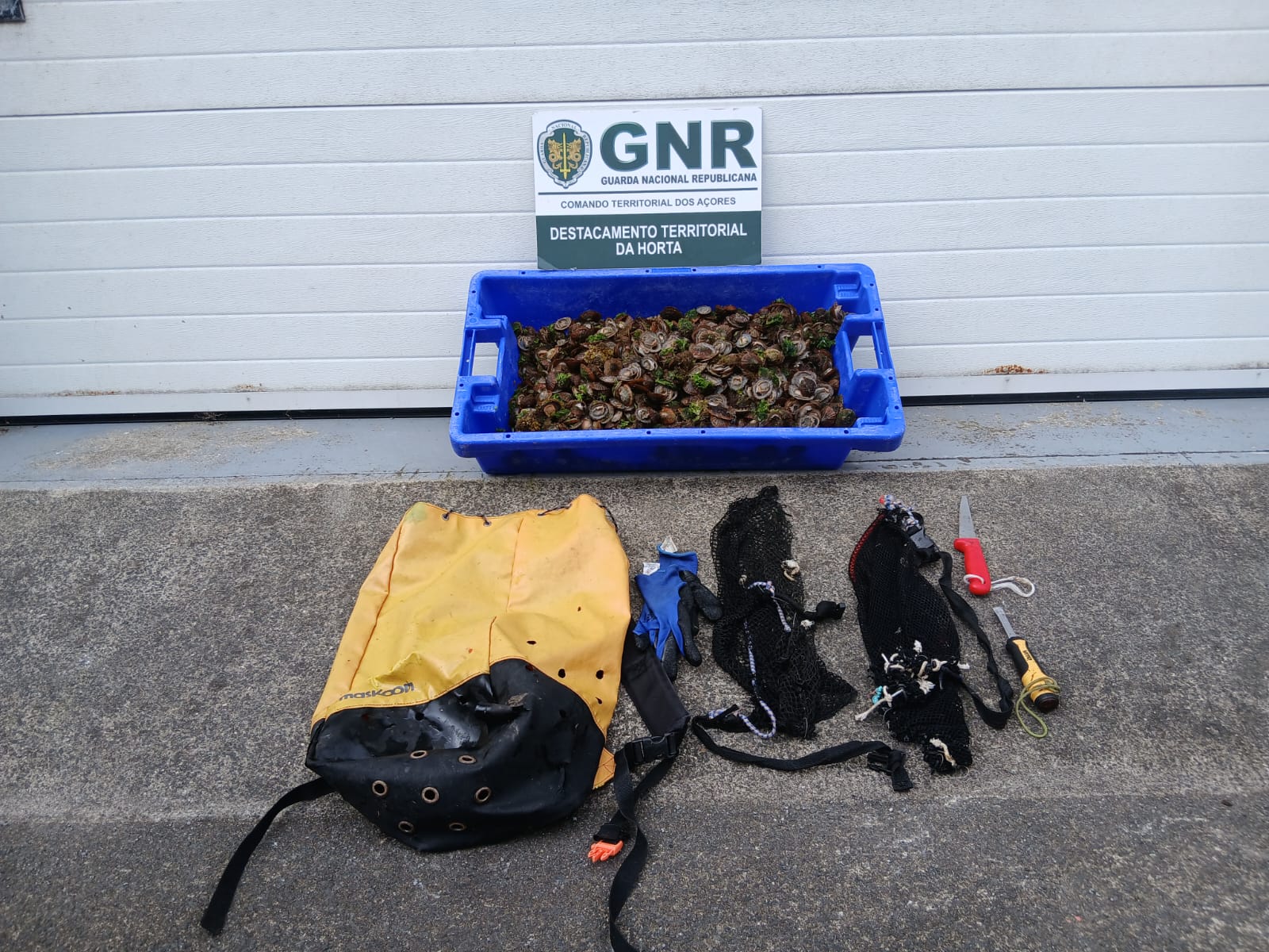 Ilha das Flores – Apreensão de cerca de 15 quilos de lapas