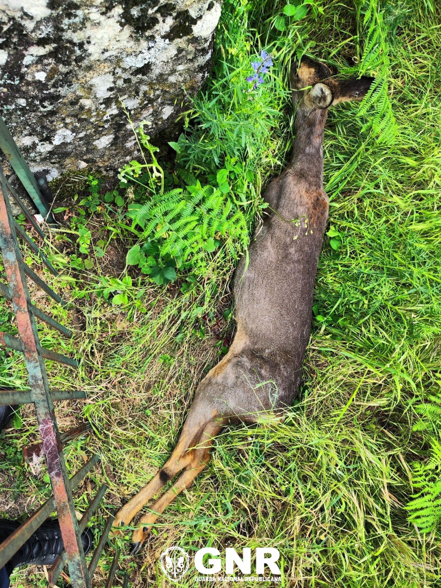 Gouveia – Resgate de corço juvenil