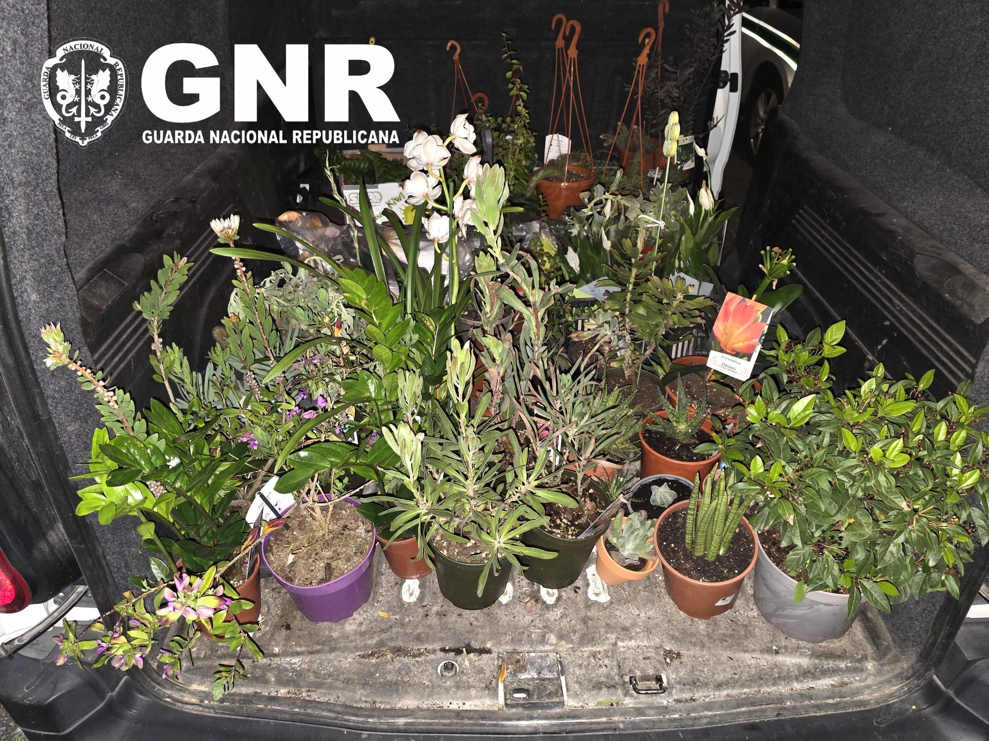 Foto de Penafiel – Detida por furto qualificado