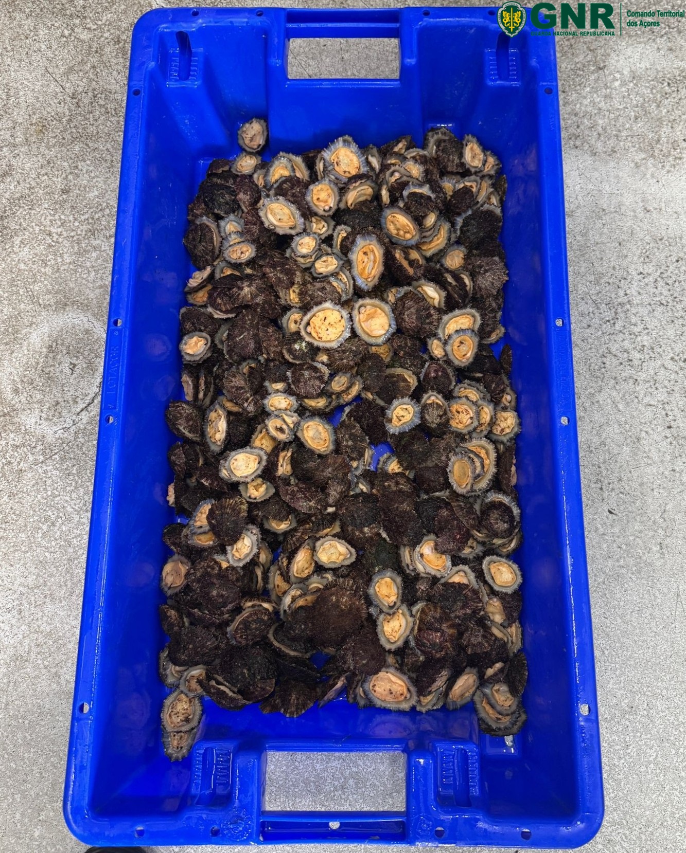 Ilha de São Miguel – Apreensão de cerca de 15 quilos de lapas