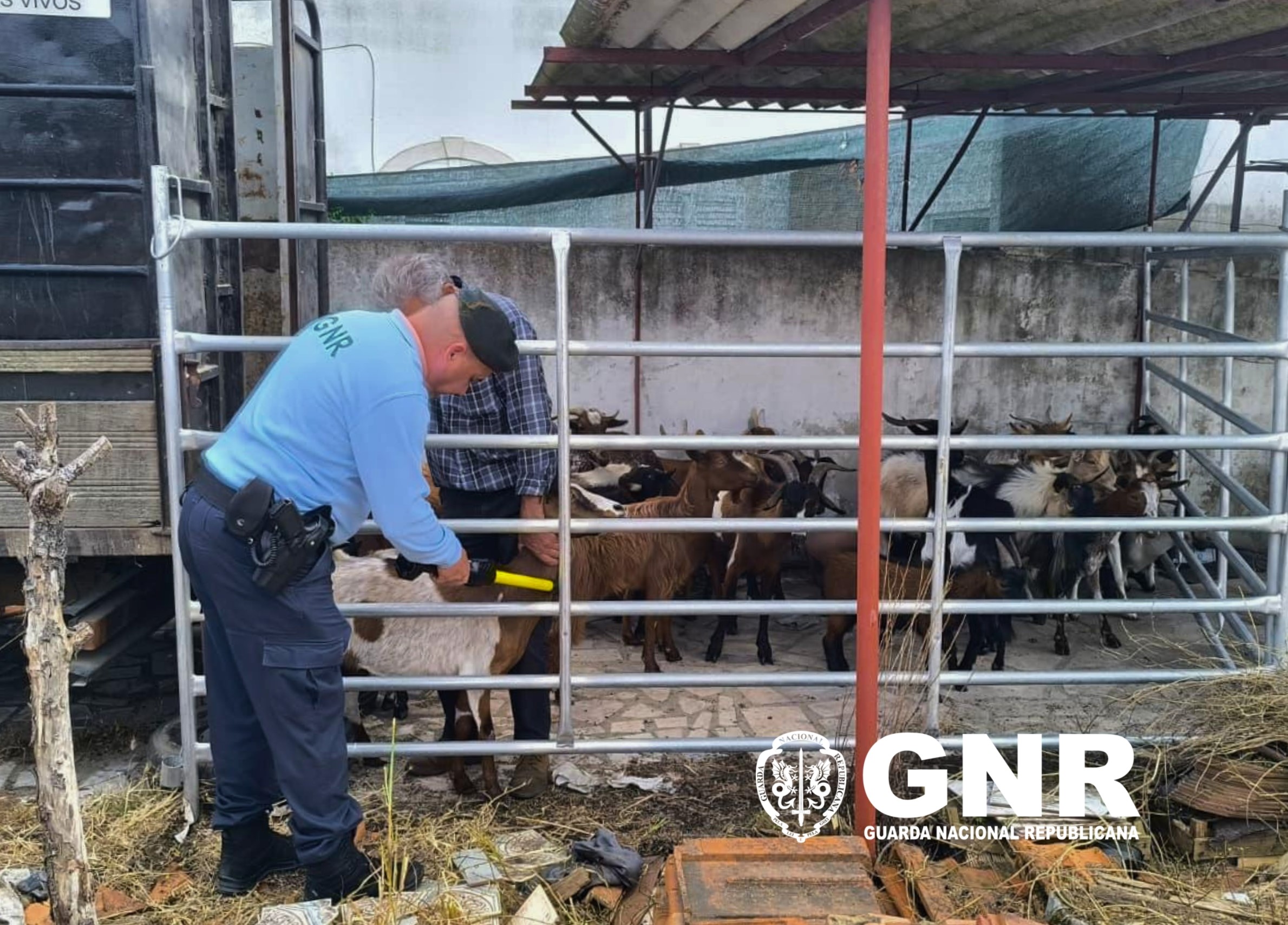 Montijo – Recuperados 20 animais caprinos furtados