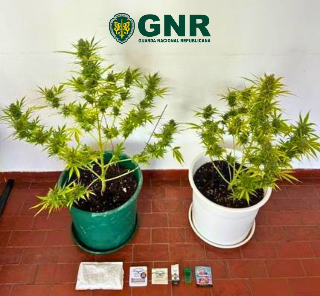 Sines – Detido por cultivo de canábis