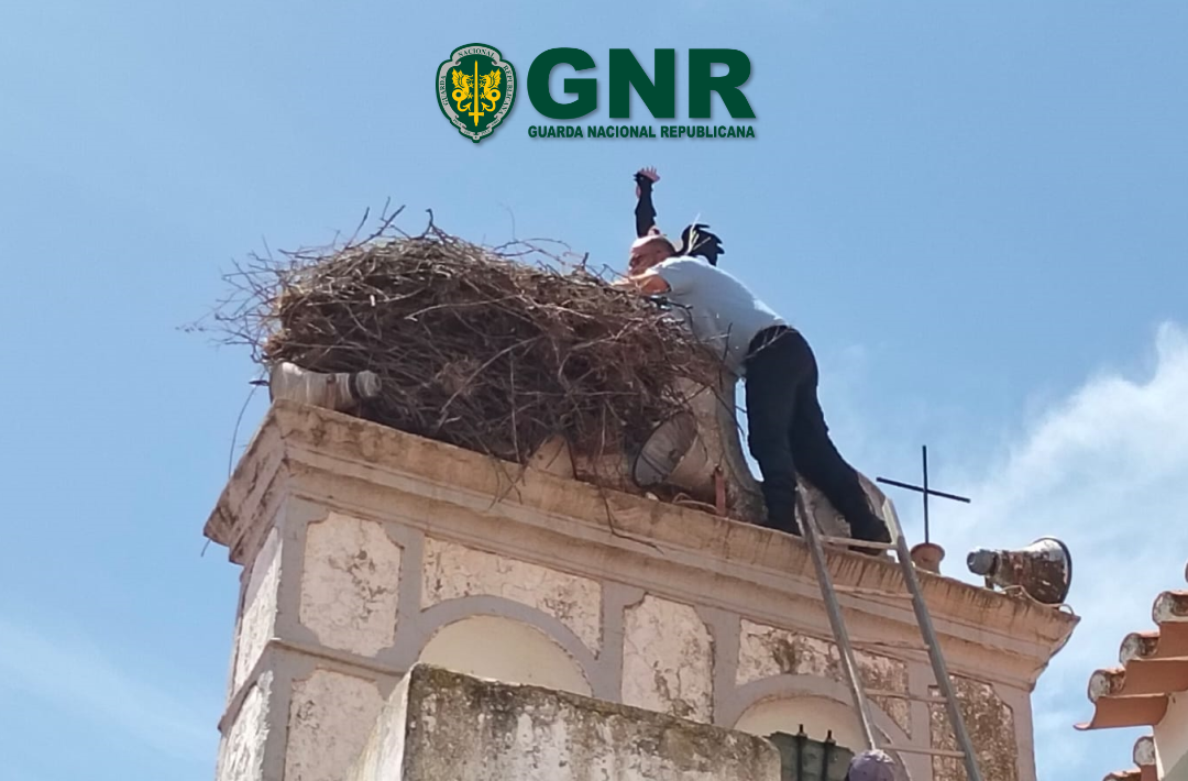 Moura – GNR recupera cria de cegonha branca ferida