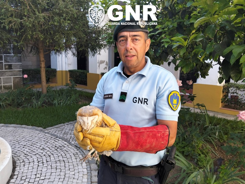 Moura – GNR recupera Coruja-das-Torres