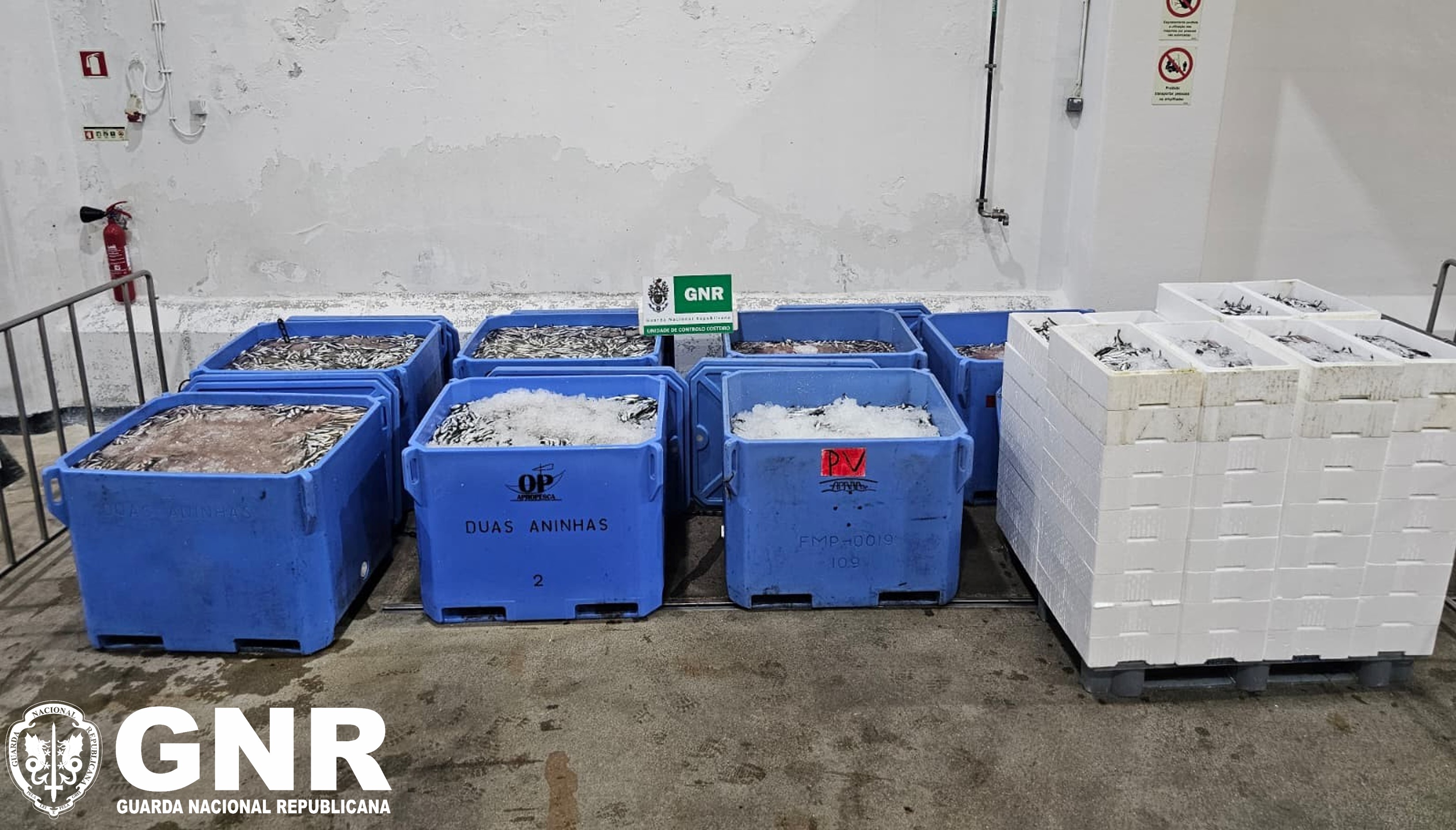 Aveiro – Apreendidas 2,8 toneladas de sardinha