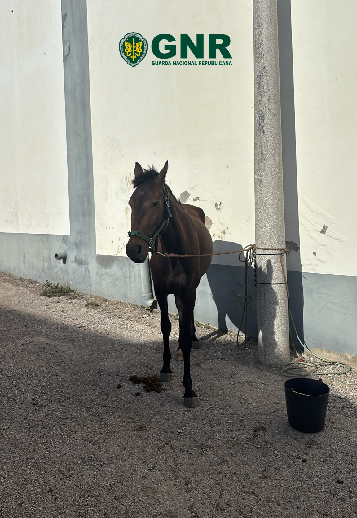 Peniche –  Recuperação de equídeo furtado