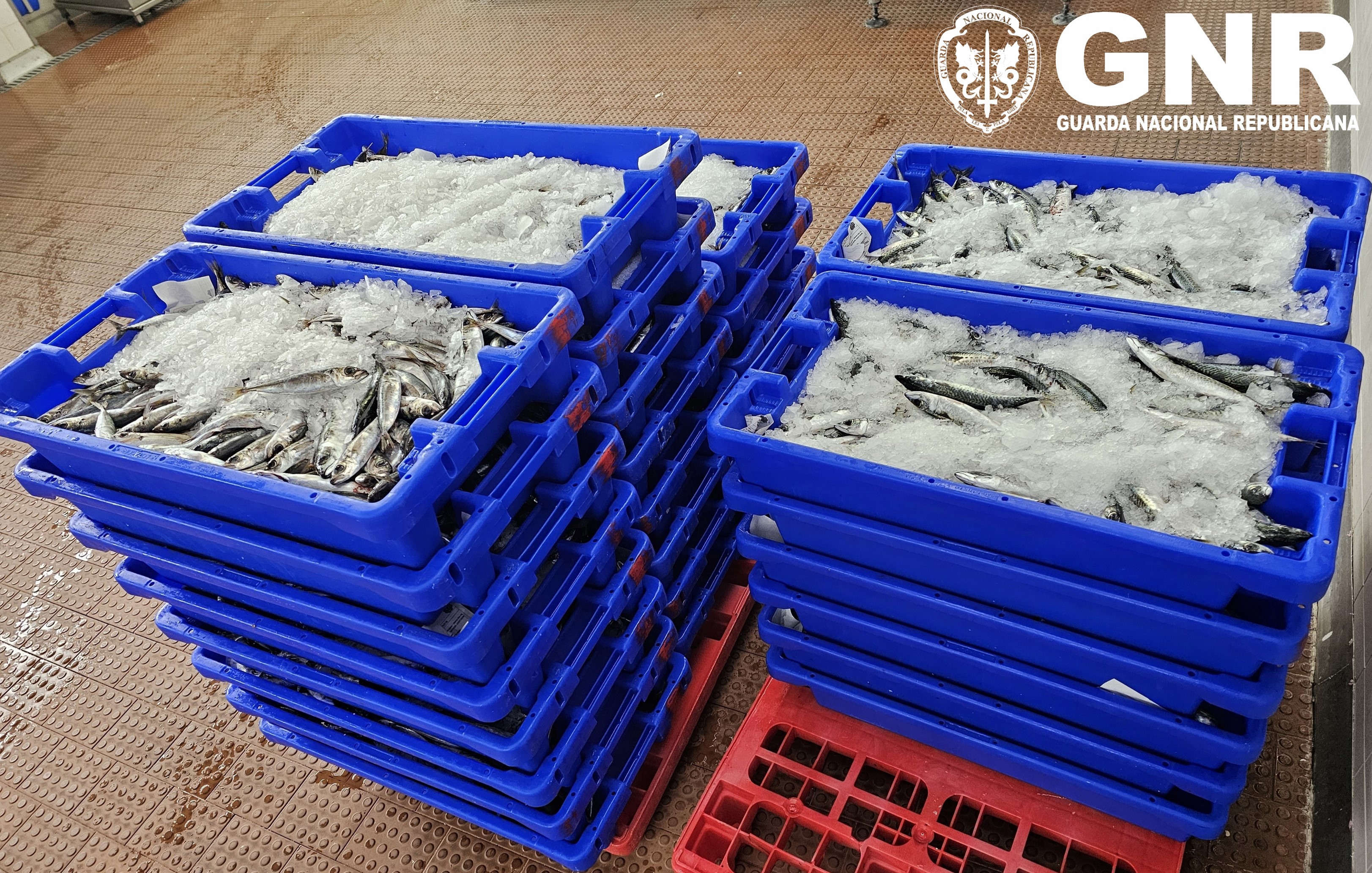 Foto de Ilha Terceira – Apreensão de 630 quilos de chicharro