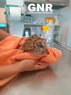 Covilhã – Recuperação de Coruja-do-Mato