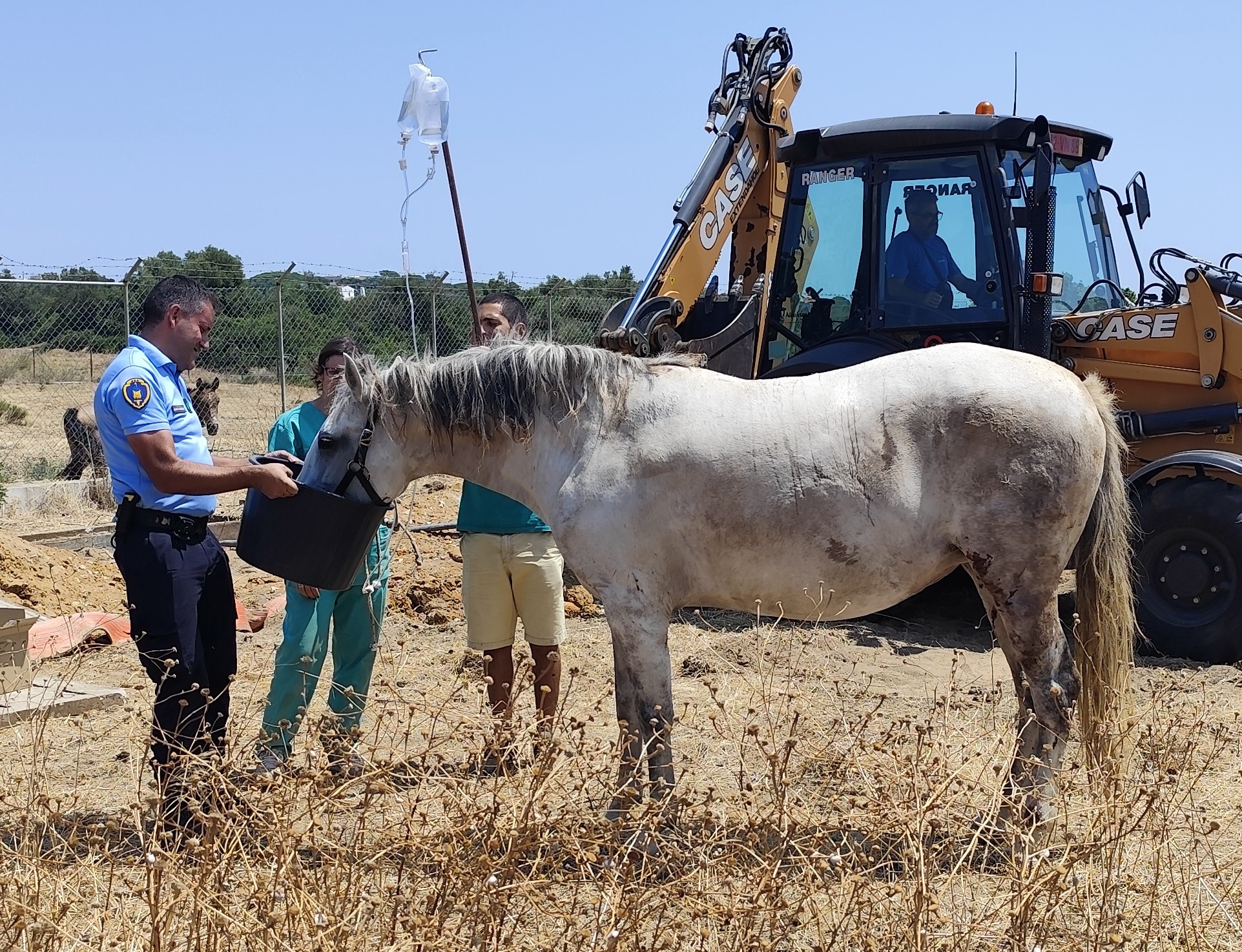 Albufeira – SEPNA resgata equídeo