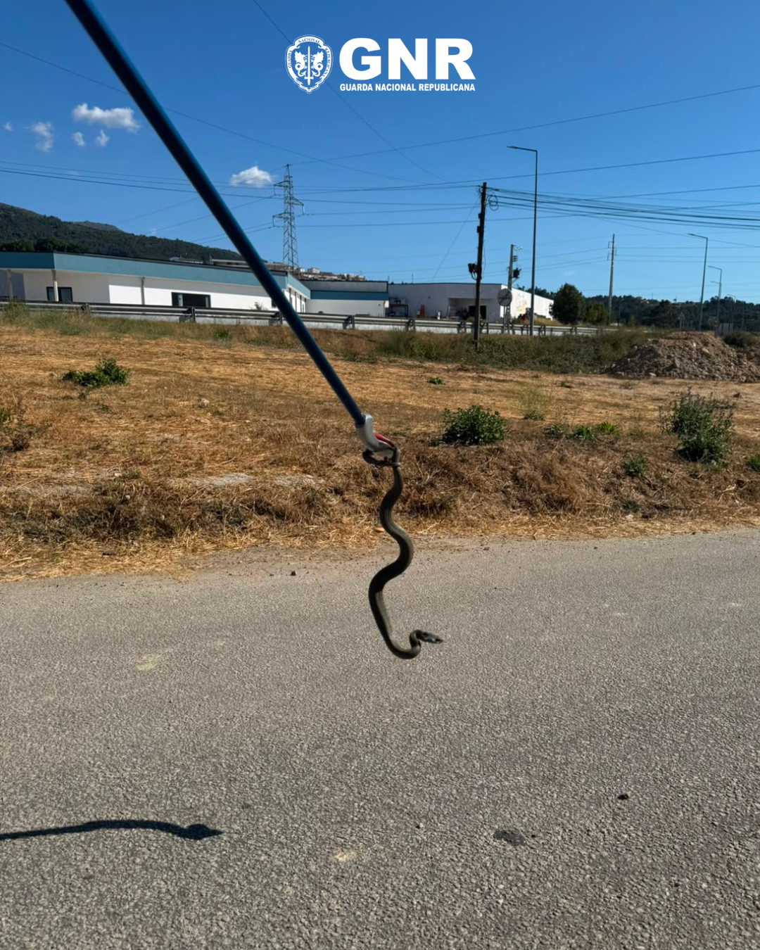 Seia – Resgate de Cobra-de-água