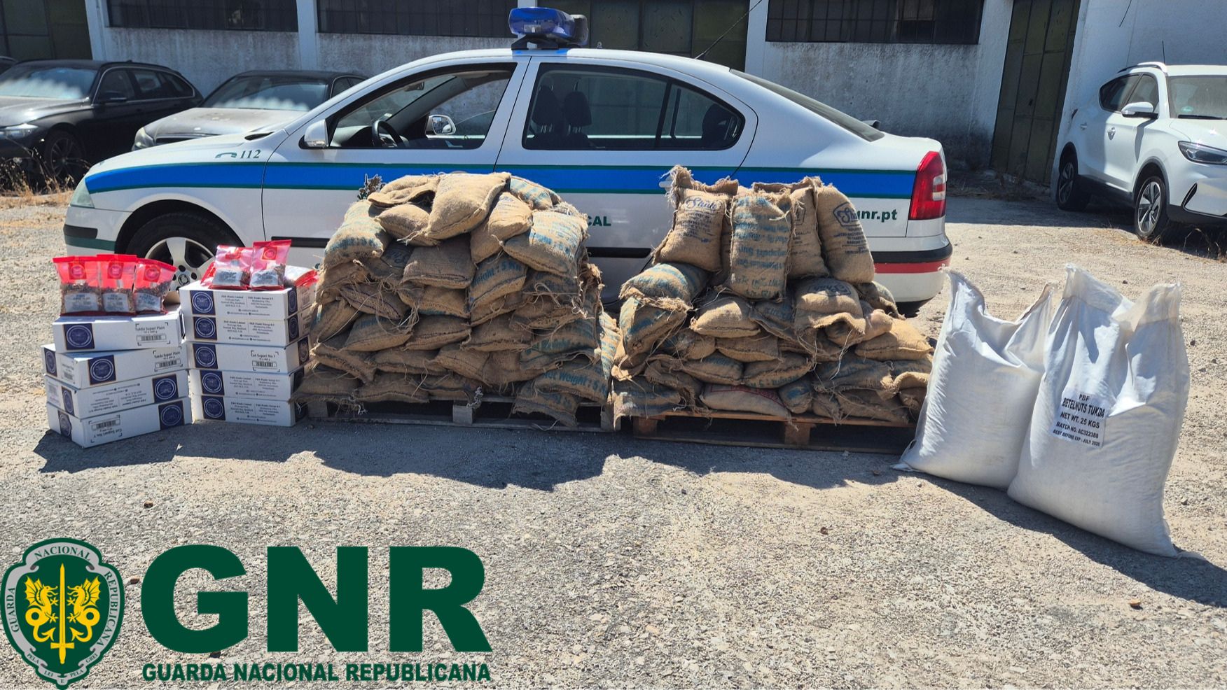 Lisboa – GNR apreende mais de meia tonelada de noz de areca