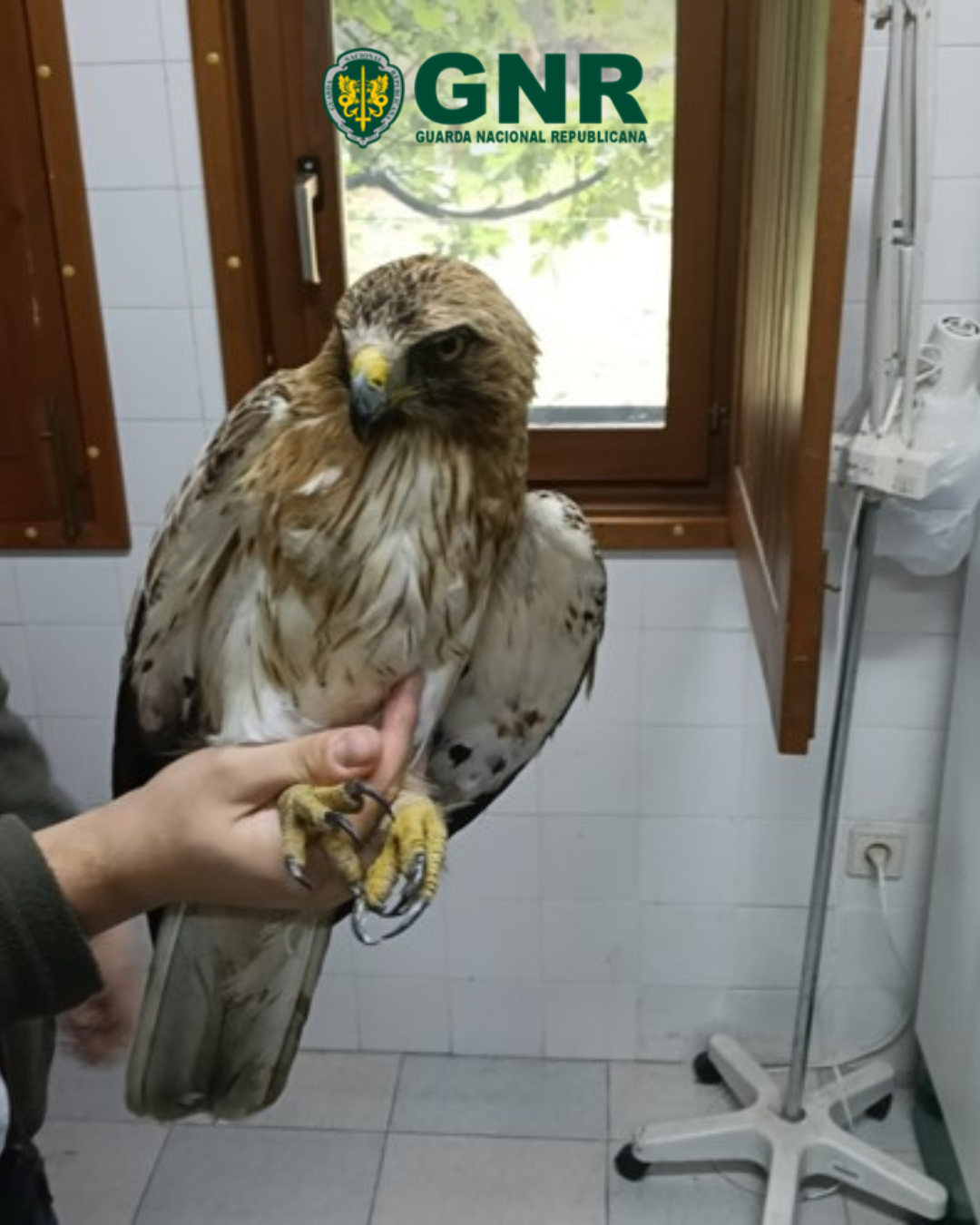 Gouveia – Recolha de ave de rapina debilitada