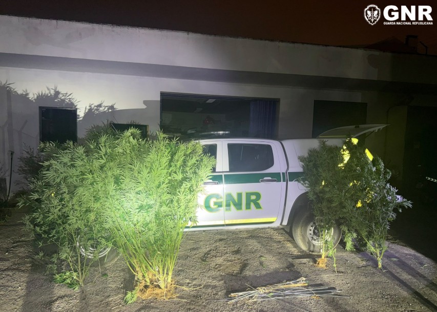 Ericeira – Detido em flagrante por tráfico de estupefacientes