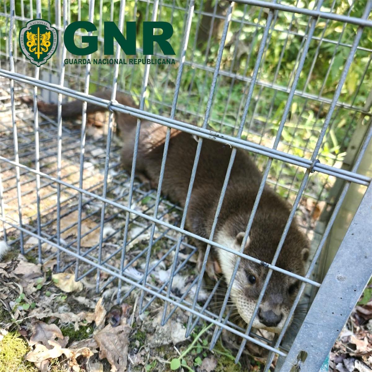 Amarante – Resgate de lontra