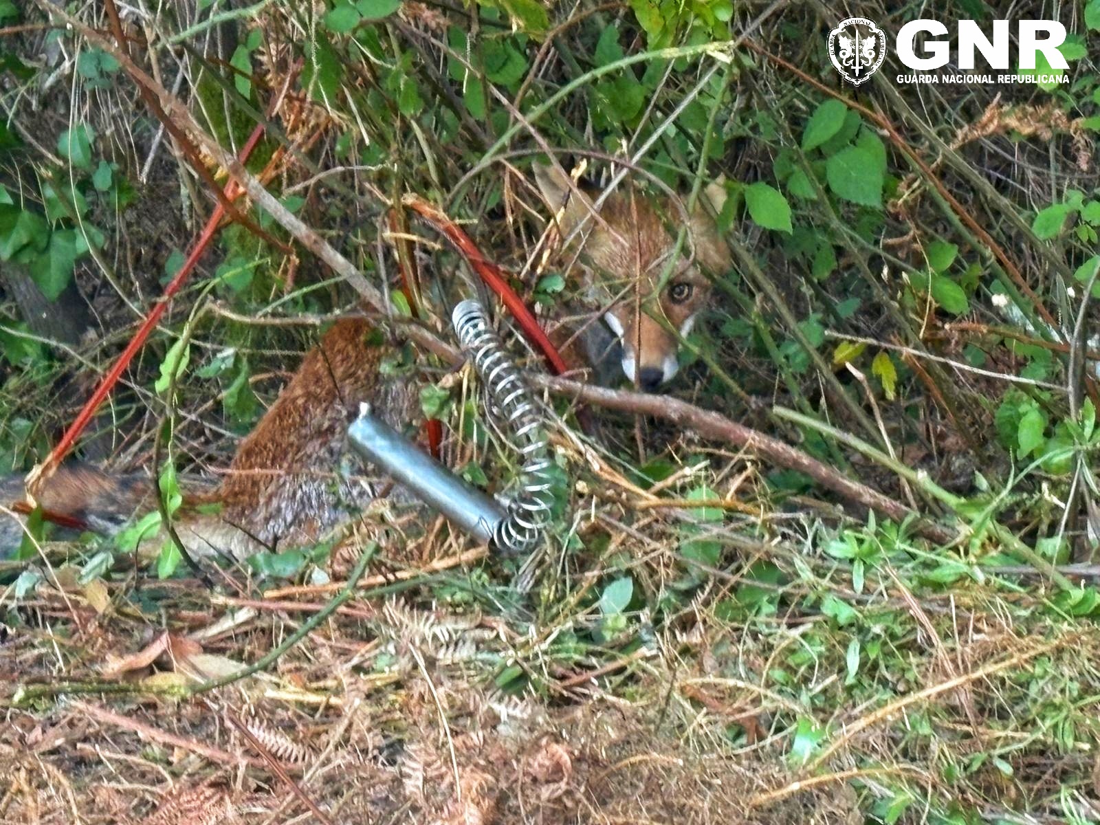 Coimbra - Raposa Libertada de Armadilha