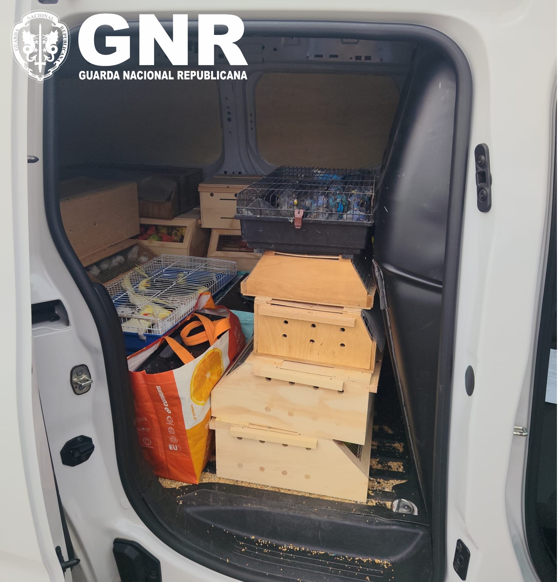 Portalegre – Transporte irregular de aves provenientes de Espanha